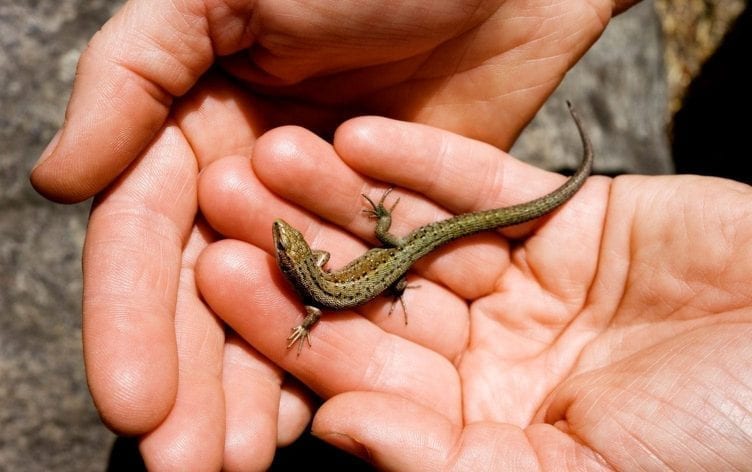 What Lizards Can Teach Us About the Effects of Training
