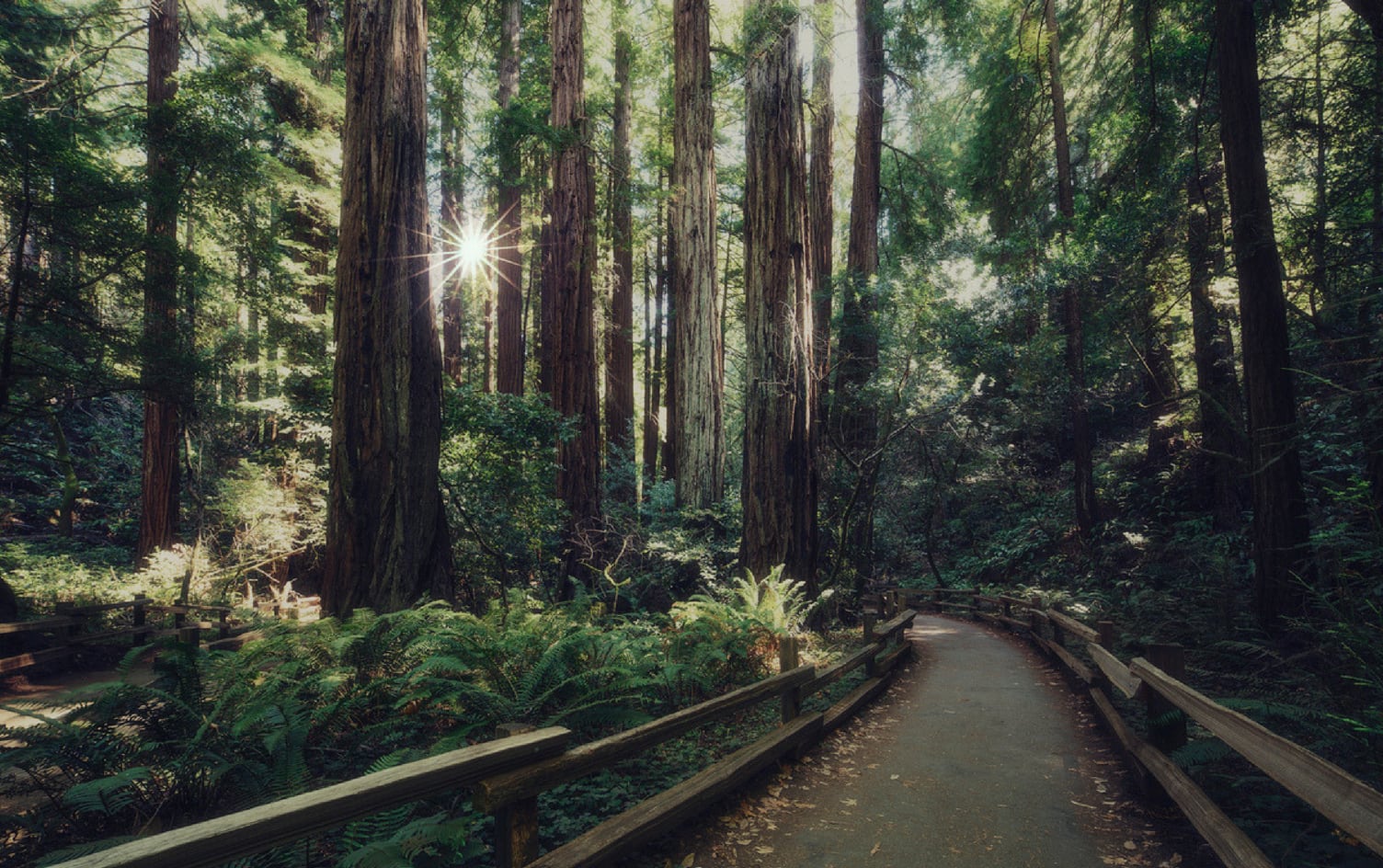 MUIR WOODS NATIONAL MONUMENT, CALIFORNIA Top 10 Family-Friendly Hikes in the U.S. Parks