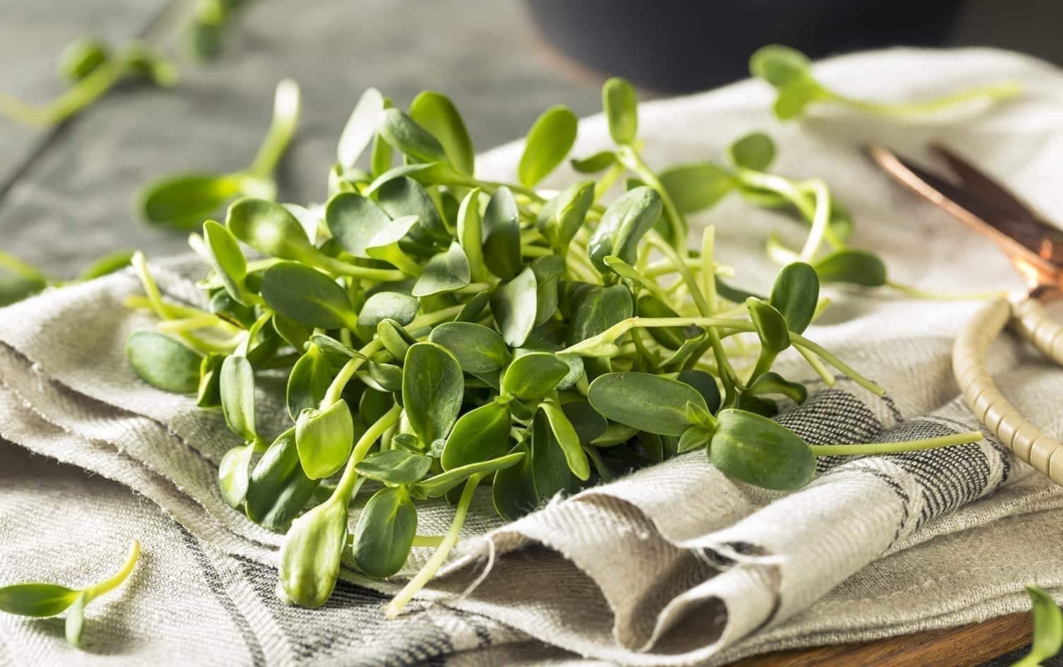 The Tiny Greens That Pack a Nutritious Punch | Nutrition | MyFitnessPal