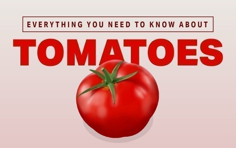 Everything You Need to Know About Tomatoes