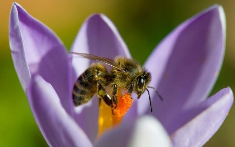 The Buzz About Bee Pollen