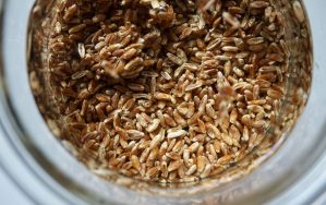 How Sprouting Seeds, Grains and Beans Rocked My World | Nutrition ...