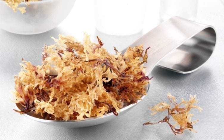 Is Sea Moss Worth the Hype?