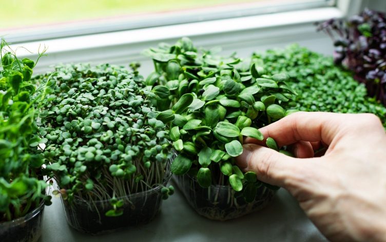 Why You Should Grow Your Own Microgreens