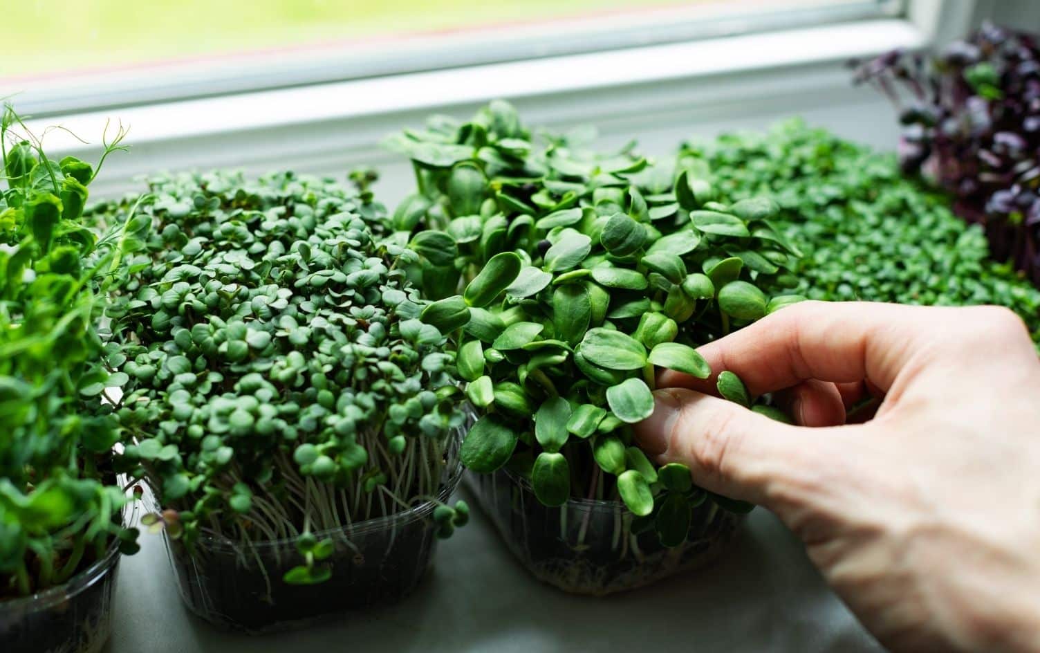 Why You Should Grow Your Own Microgreens Nutrition Myfitnesspal