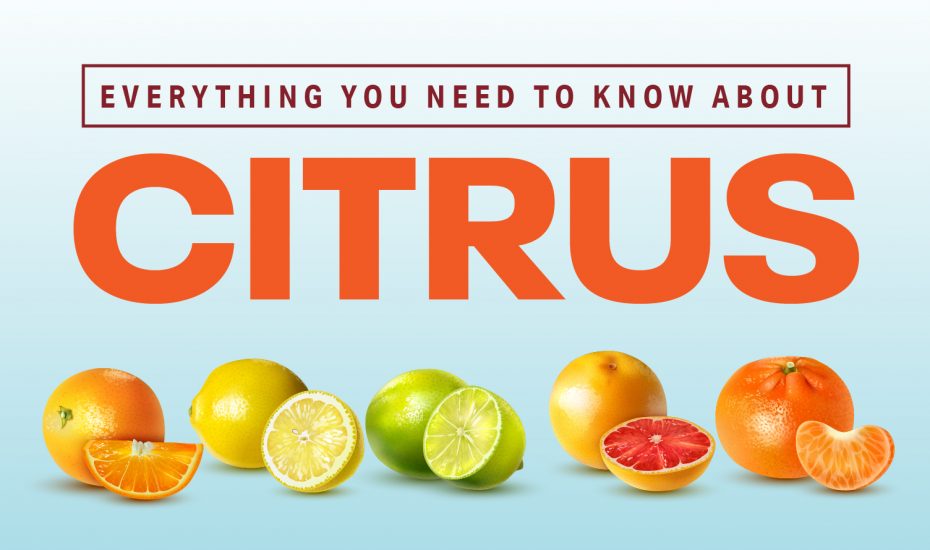 Everything You Need to Know About Citrus
