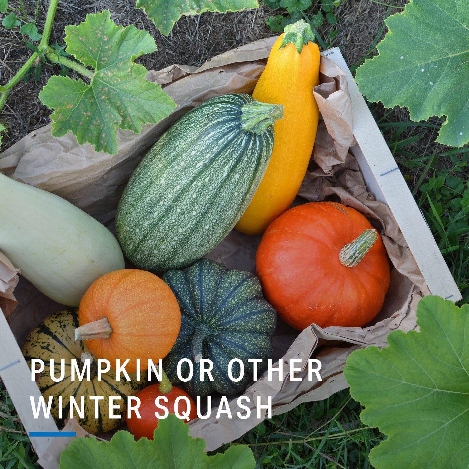 10 Seasonal Fruits and Vegetables to Eat This Fall